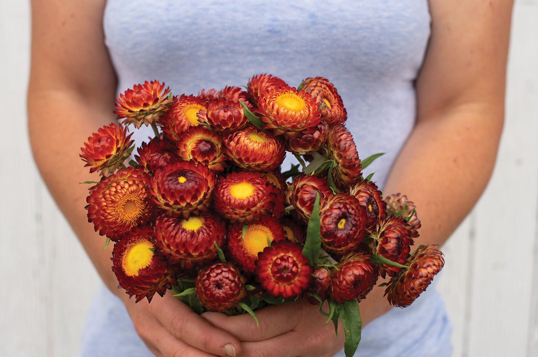 Strawflower best sale