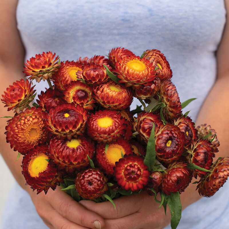 Copper Red - Strawflower Seed