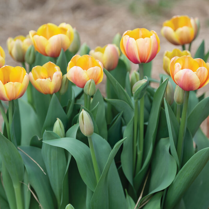 Marit Tulips