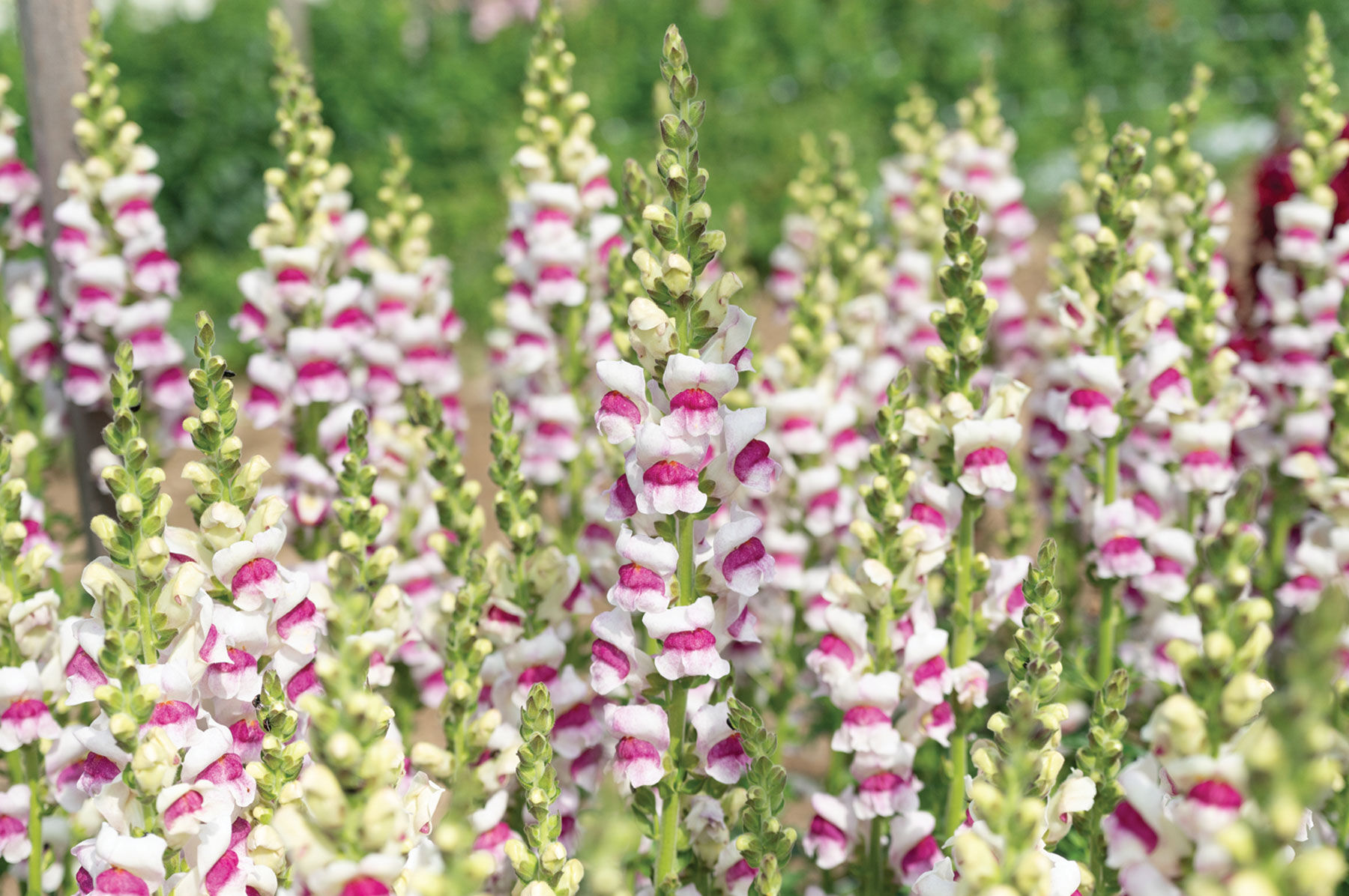 Potomac Plumblossom Warm Season (Groups 3&ndash;4)