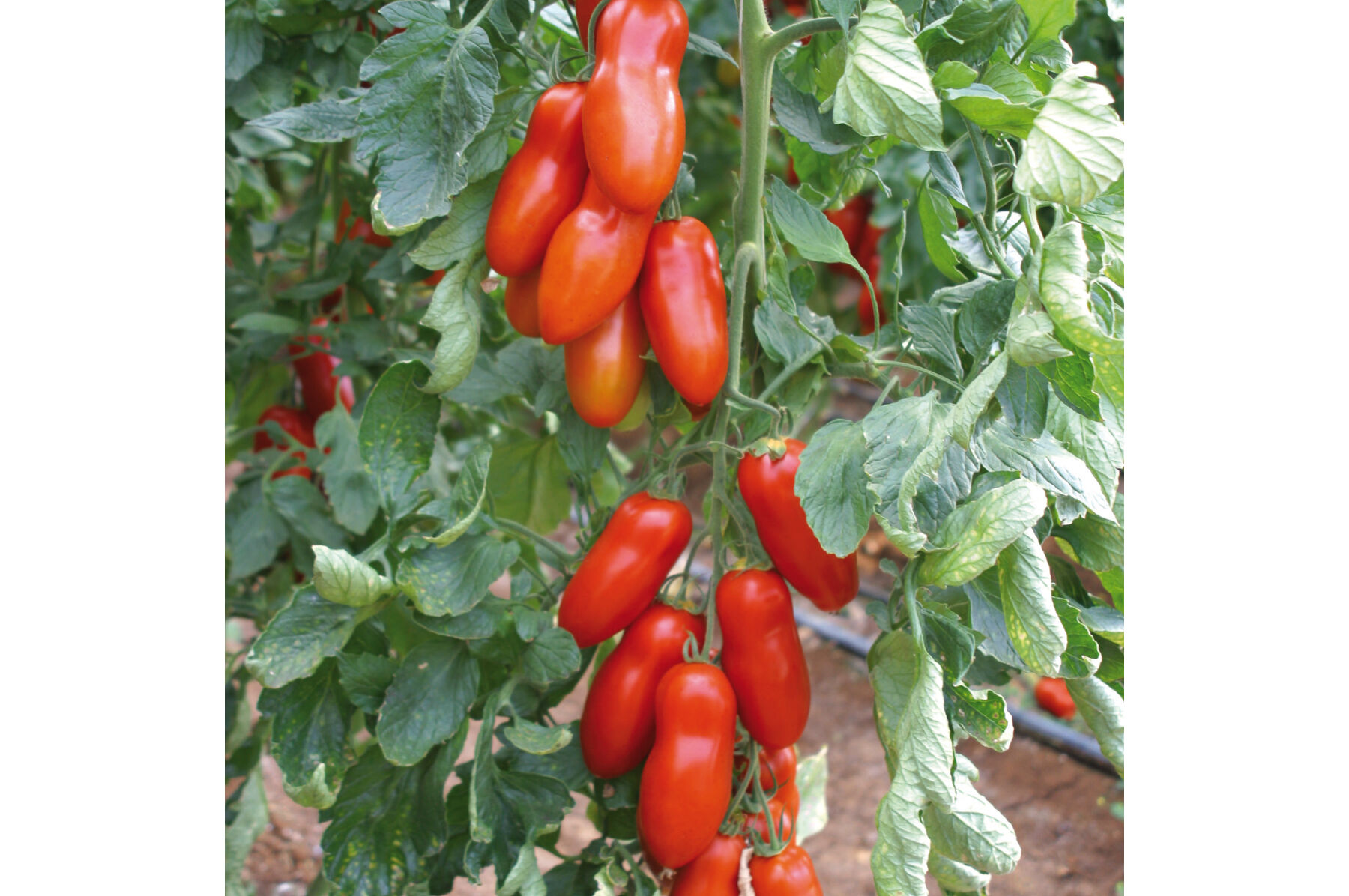 人気スポー新作 Tomato (F1) - Pozzano Seed Seeds Selected Johnny's | 小物