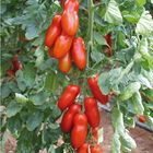 Pozzano Paste Tomatoes
