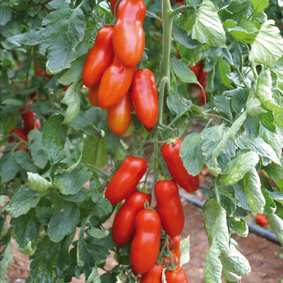 Pozzano Paste Tomatoes