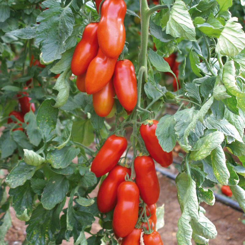 Pozzano Paste Tomatoes