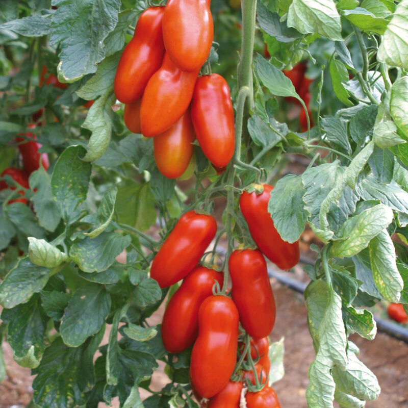 Pozzano Paste Tomatoes
