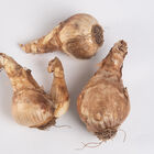 Cheerfulness Cheerfulness Narcissus