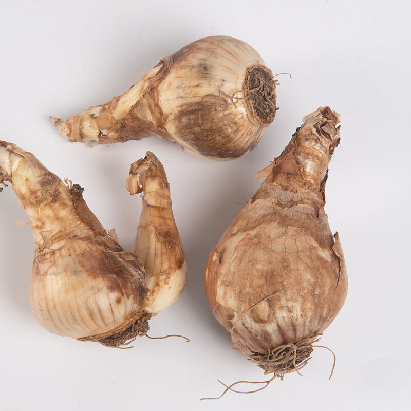 Cheerfulness Cheerfulness Narcissus