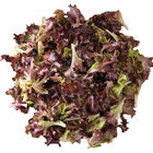 Catalina (3SX3104) Oakleaf Lettuce