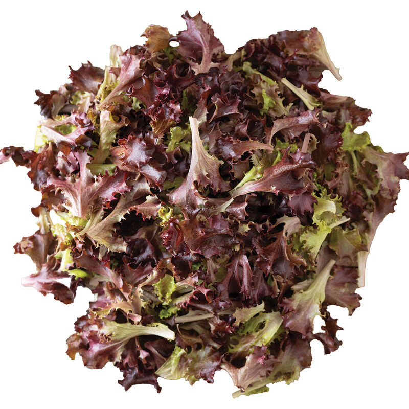 Catalina (3SX3104) Oakleaf Lettuce