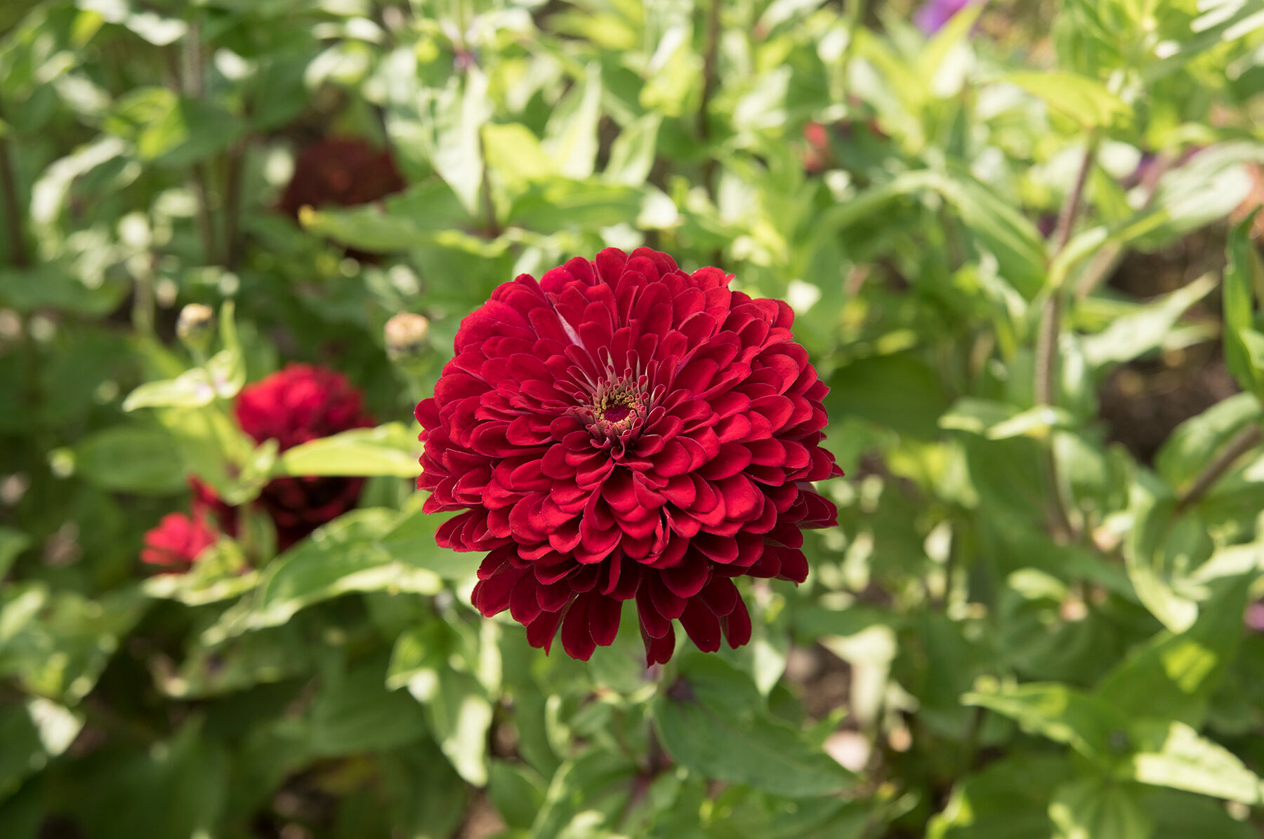 Benary's Giant Deep Red - Zinnia Seed | Johnny's Selected Seeds
