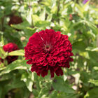 Benary's Giant Deep Red Benary's Giant Series