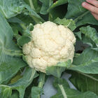 EarliSnow Standard Cauliflower
