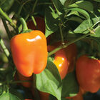 Eros Sweet Peppers