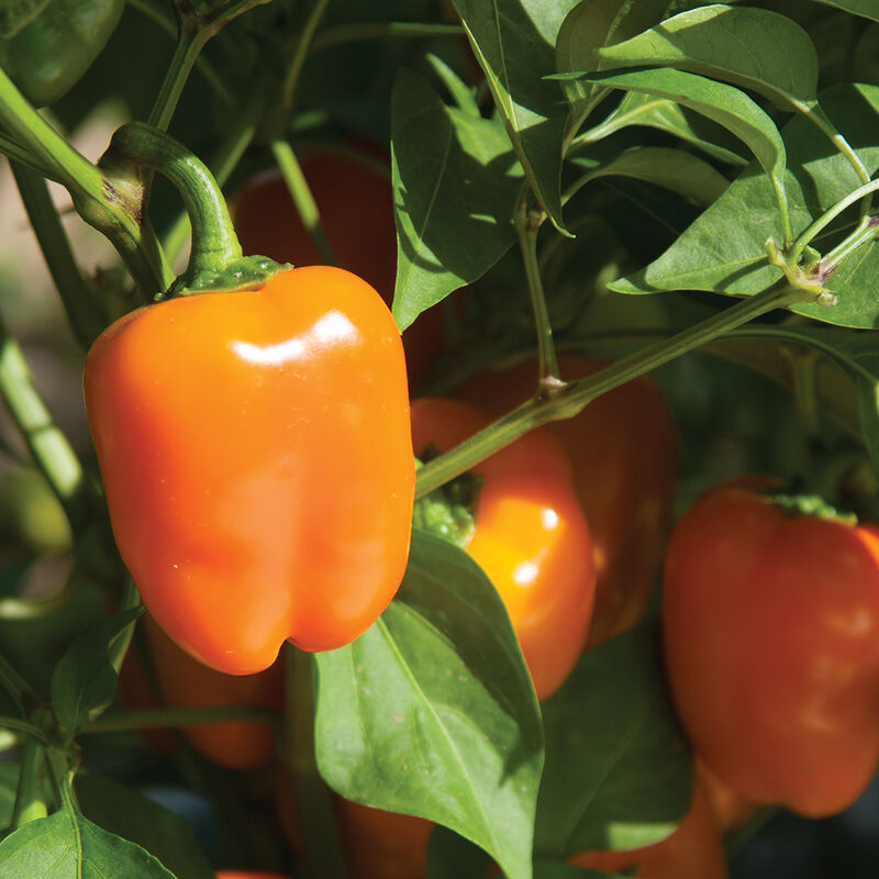 Eros Sweet Peppers