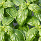 Superbo Genovese Basil