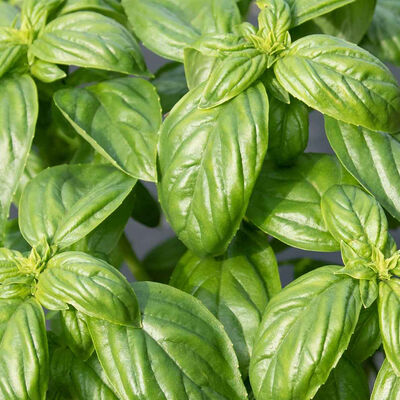 Superbo Genovese Basil