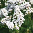 Hipster White Statice