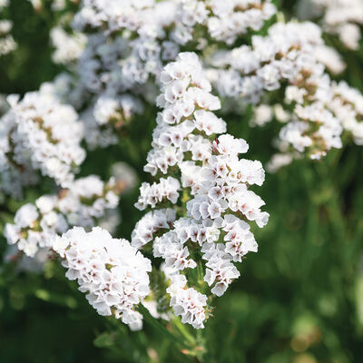 Hipster White Statice