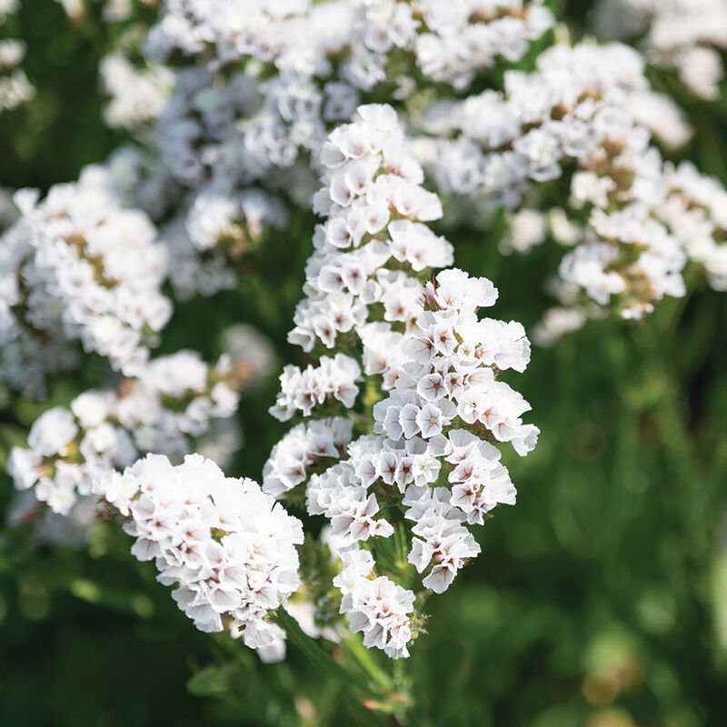 Hipster White Statice