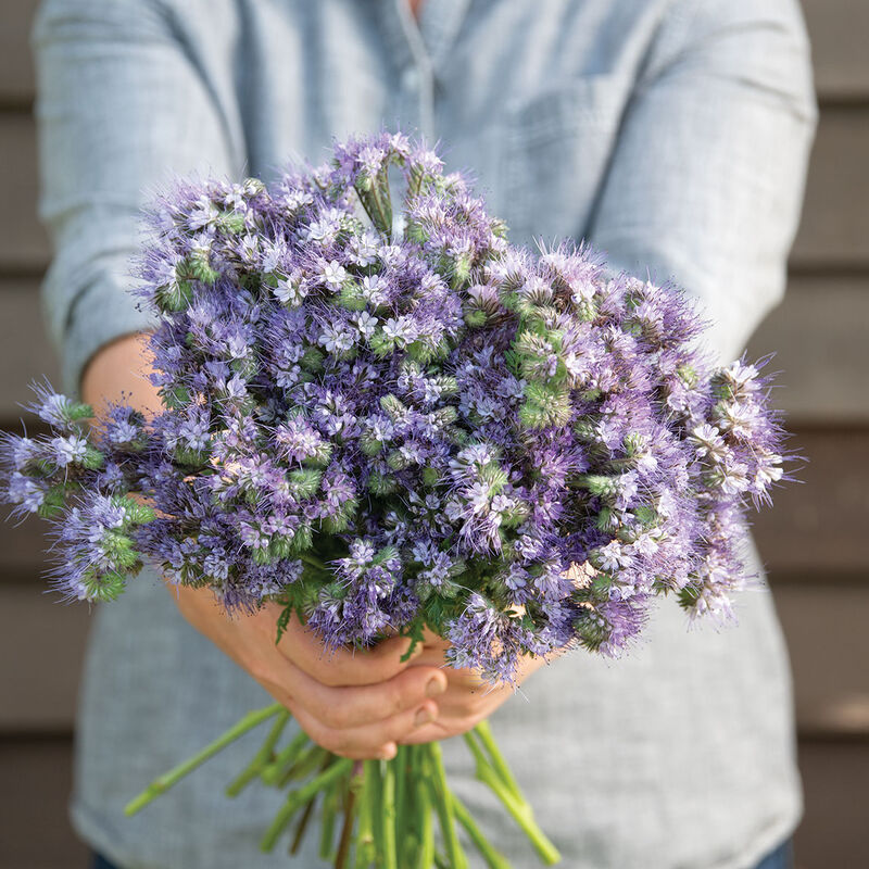 Phacelia Phacelia