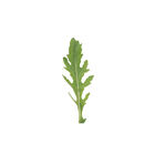 Runaway Arugula (Roquette)