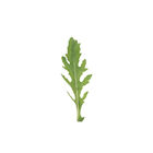 Runaway Arugula (Roquette)