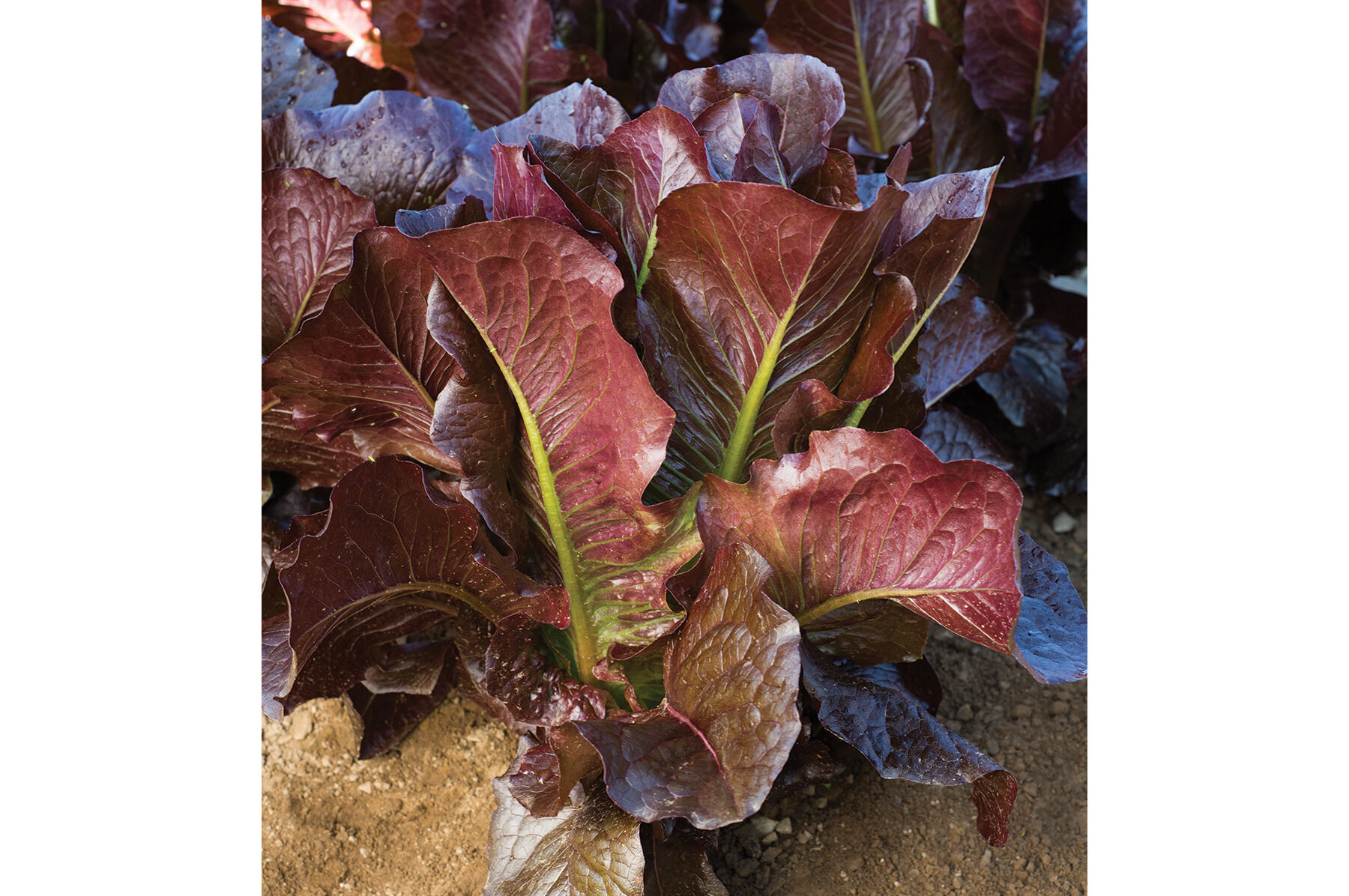 Thurinus Romaine Lettuce (Cos)