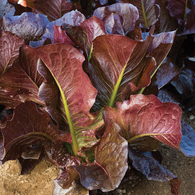 Thurinus Thurinus Romaine Lettuce (Cos)
