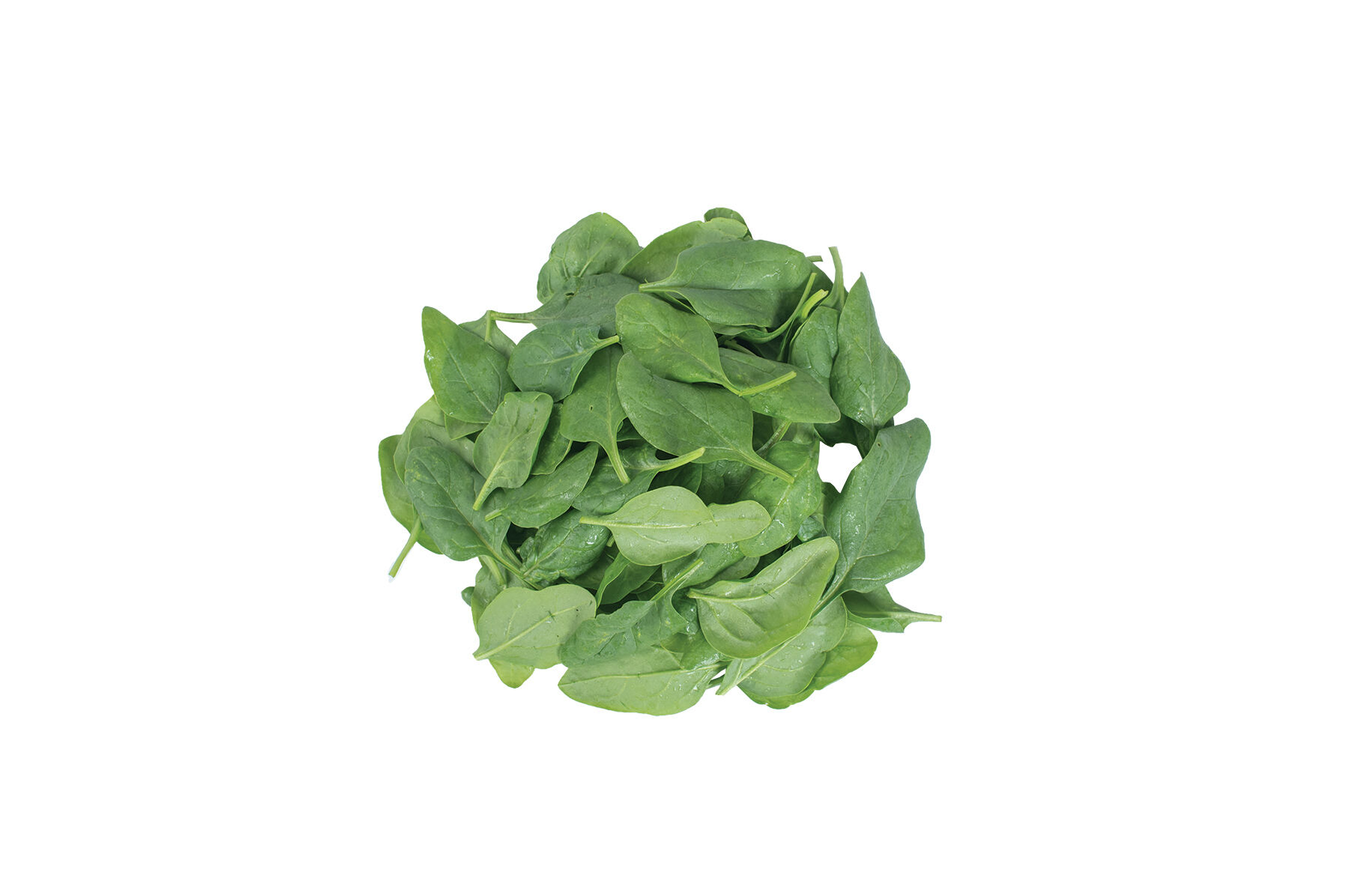 Space Smooth-Leaf Spinach