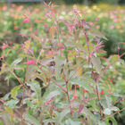 Lemon Bush Eucalyptus