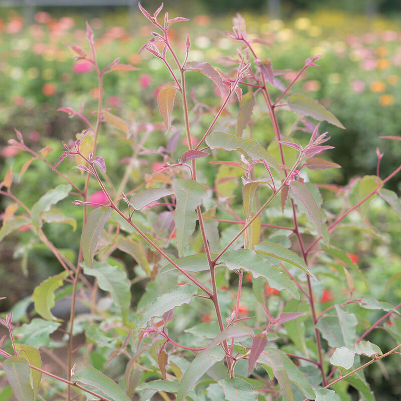 Lemon Bush Eucalyptus