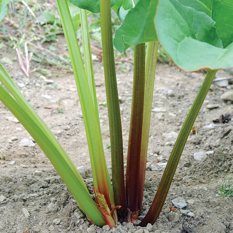 Rhubarb Seeds - Victoria – The Incredible Seed Company Ltd