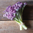 Murasaki Fioretto 70 Sprouting Cauliflower
