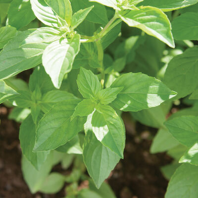 Mrs. Burns' Lemon Citrus Basil