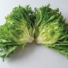 Danstar CrunchLeaf Lettuce