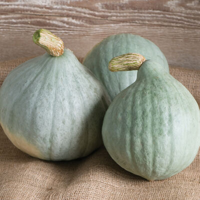 Blue Ballet Winter Squash