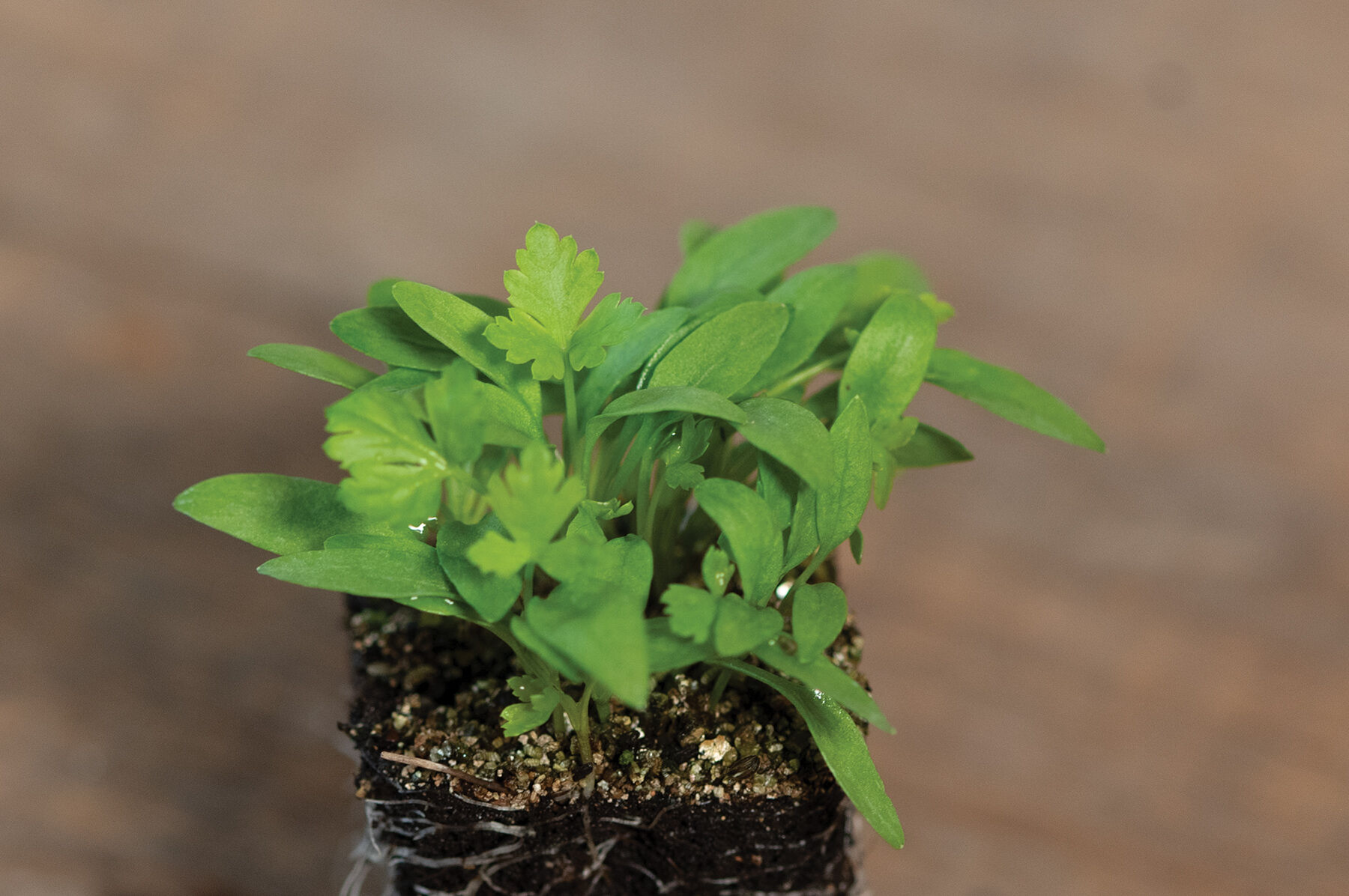 Parsley - Microgreen Seed | Johnny's Selected Seeds