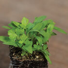 Parsley Microgreen Herbs