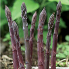 Purple Passion Purple Passion Asparagus