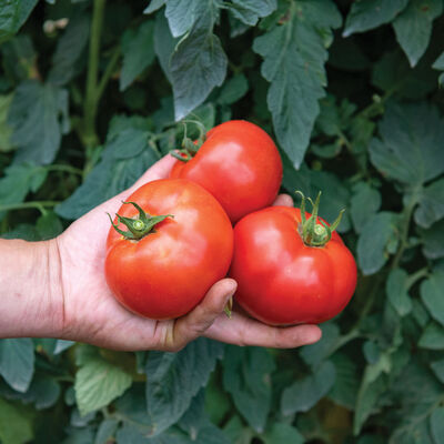 Celebrity Plus Slicing Tomatoes