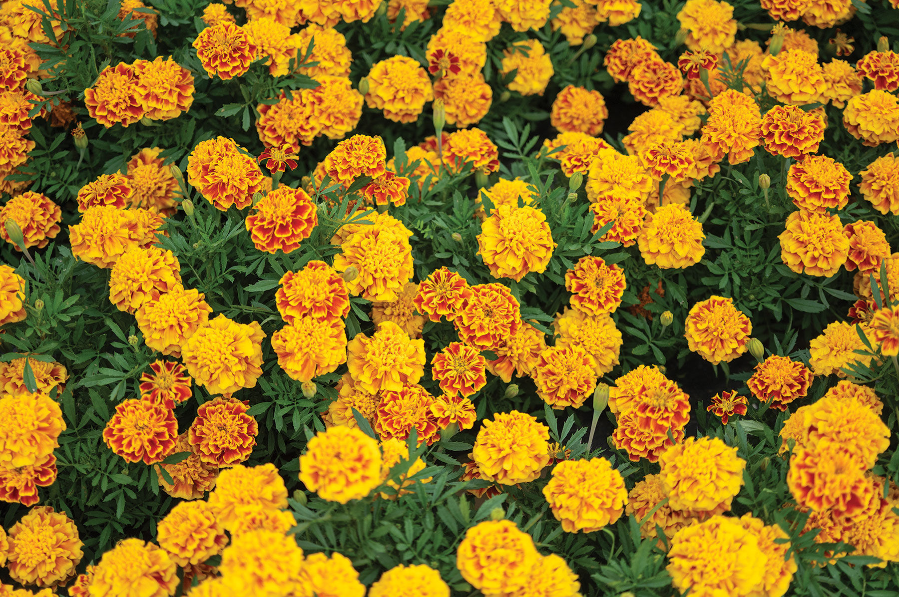 Johnny's Selected Seeds Bonanza Bee Marigold Seed