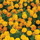 Bonanza™ Bee French Marigolds