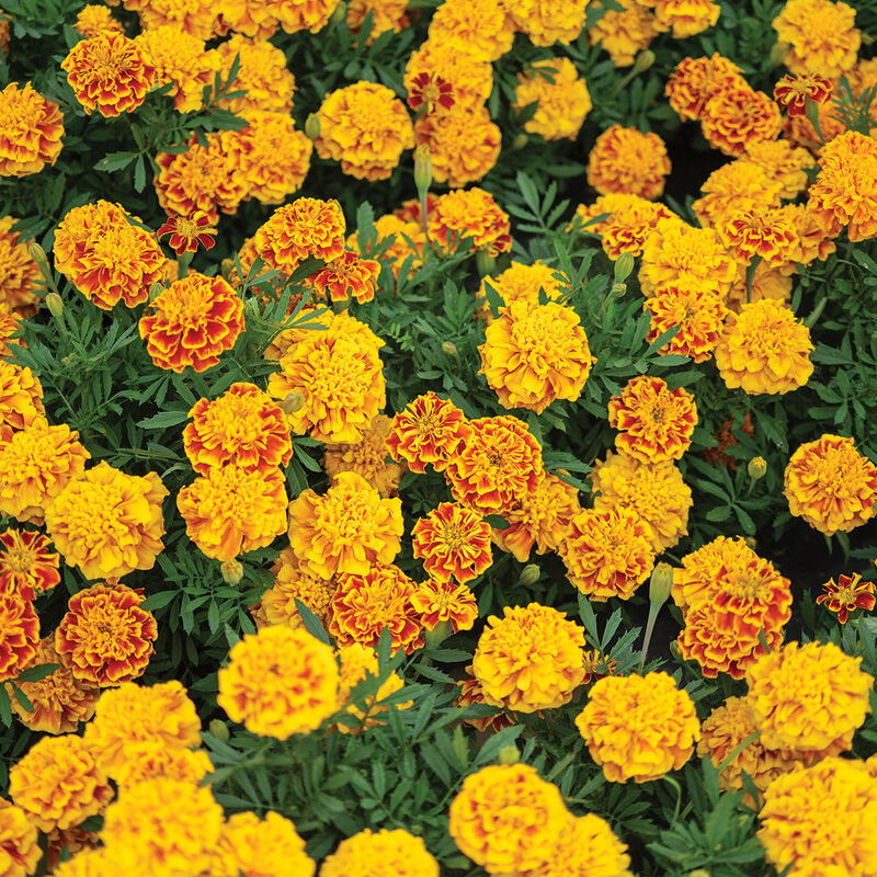 Bonanza™ Bee French Marigolds