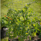 Tomato Cage – 40" Cages & Fences