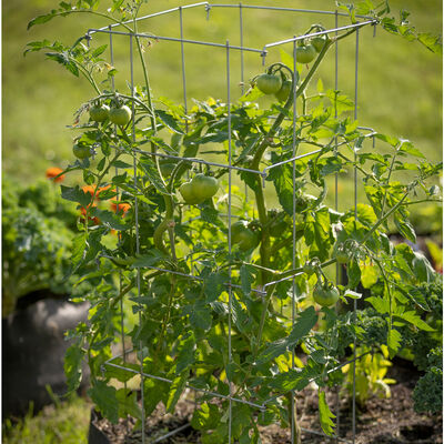 Tomato Cages – 40" Cages & Fences