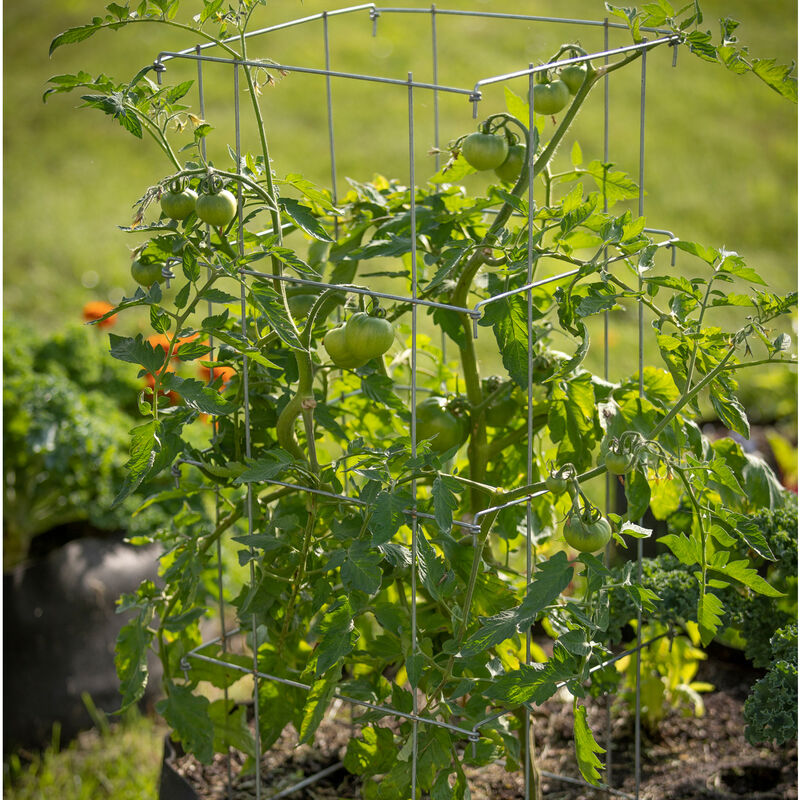 Tomato Cages – 40" Cages & Fences