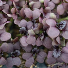 Mustard, Red Katana Microgreen Vegetables