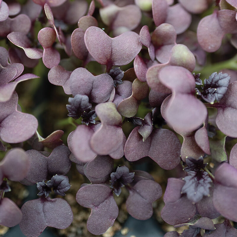 Mustard, Red Katana Microgreen Vegetables