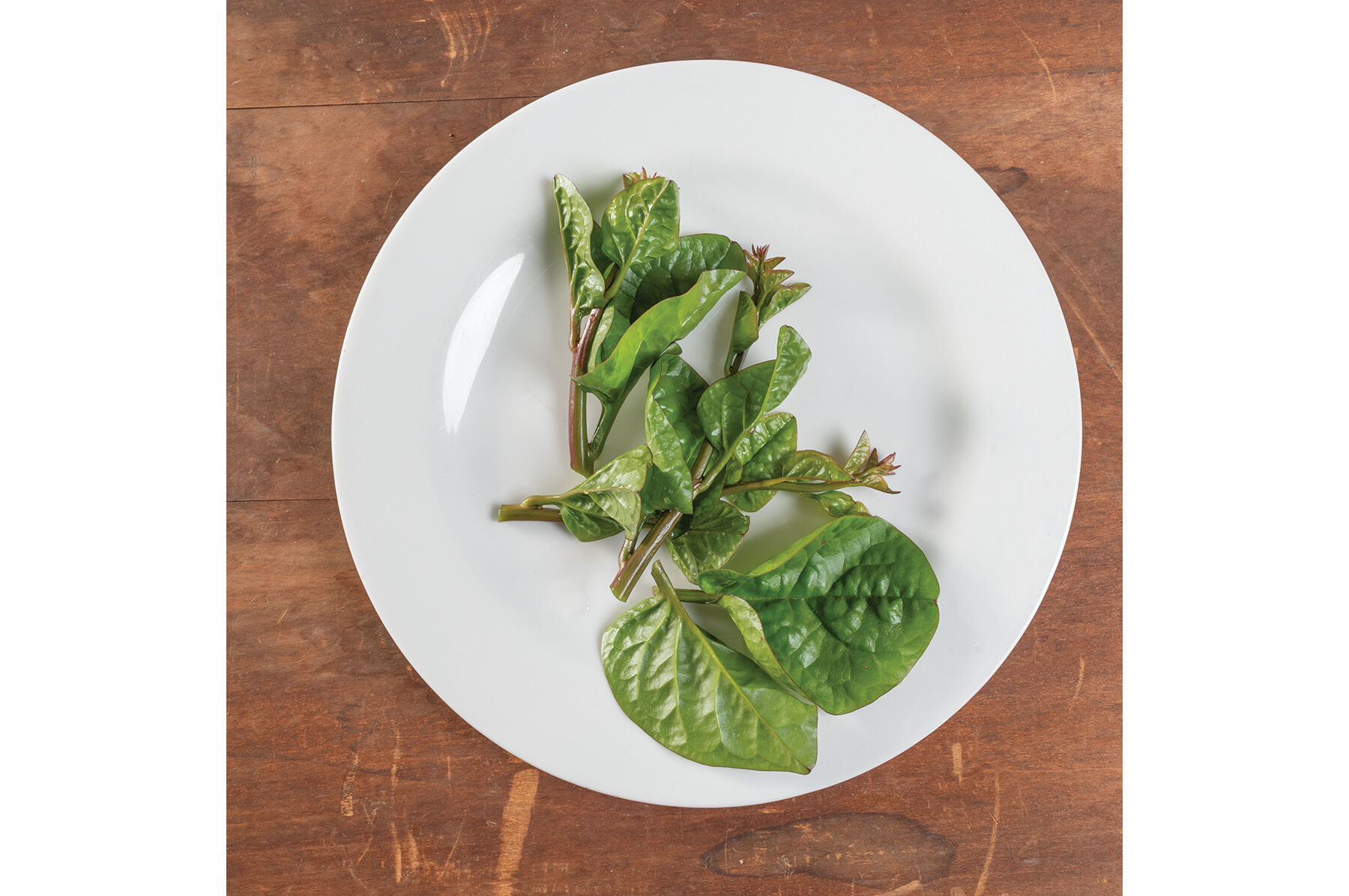 Red Malabar Spinach Specialty Greens