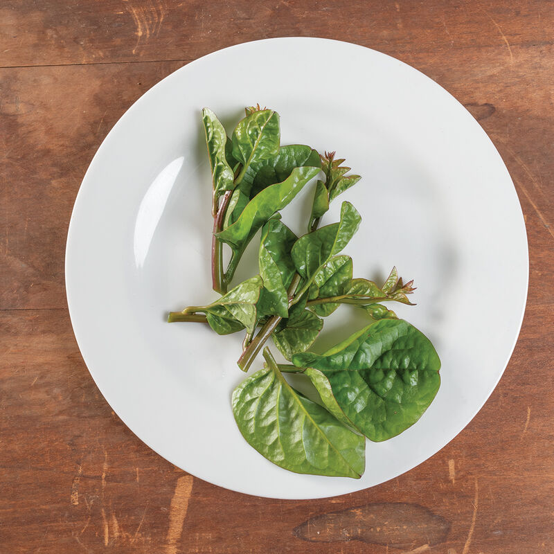 Red Malabar Spinach Specialty Greens